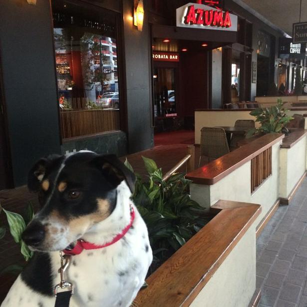 Pet Friendly Azuma in Houston, TX