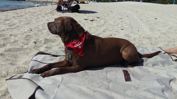 Pet Friendly Haulover Beach Park in Miami Beach, FL