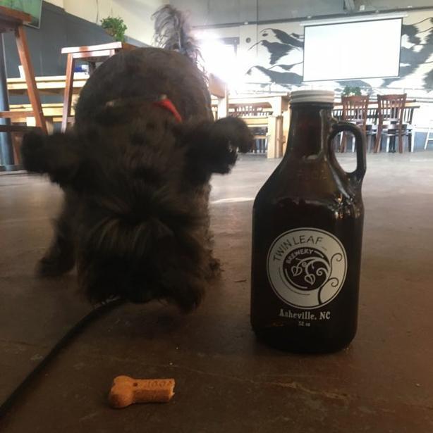 Pet Friendly Twin Leaf Brewery in Asheville, NC