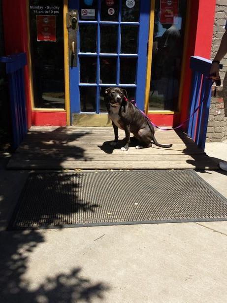 Pet Friendly Sabor Latin Street Grill in Charlotte, NC