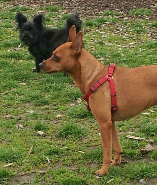 Pet Friendly Dept of General Services Dog Park in Albany, NY