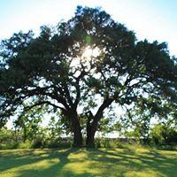 Pet Friendly Big Oaks Kennel & Dog Park in Buda, TX