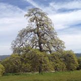 Pet Friendly Twisted Oak Winery in Vallecito, CA