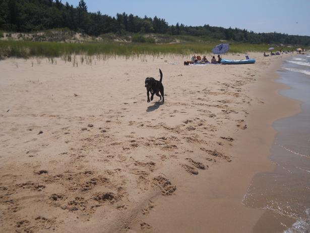 Pet Friendly Nordhouse Dunes in Manistee, MI