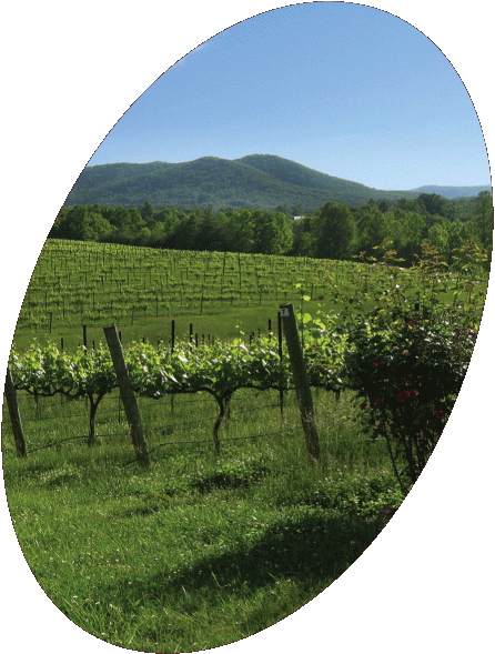 Pet Friendly Round Peak Vineyards in Mount Airy, NC