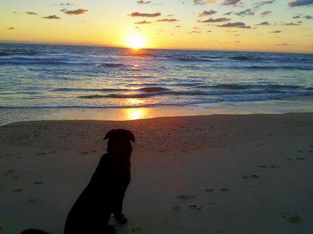 Pet Friendly Nags Head Beach in Nags Head, NC