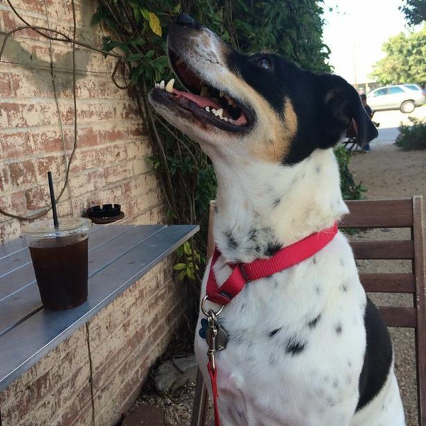 Pet Friendly Catalina Coffee in Houston, TX