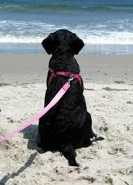 Pet Friendly Oregon Inlet 4WD Beach in Nags Head, NC