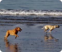 Pet Friendly Rosie's Dog Beach in Long Beach, CA