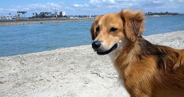 Pet Friendly Capehart Dog Park in San Diego, CA