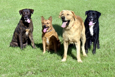 Pet Friendly 17th Street Dog Park in Sarasota, FL