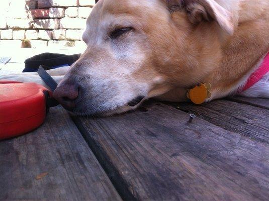 Pet Friendly The Blind Tiger in Charleston, SC