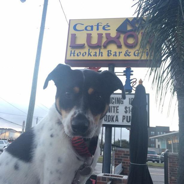 Pet Friendly Cafe' Luxor Hookah Bar & Grill in Houston, TX