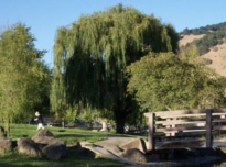 Pet Friendly Rincon Valley Community Dog Park in Santa Rosa, CA