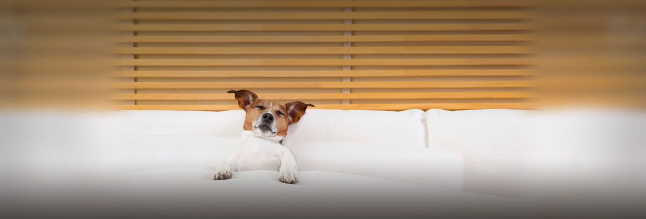 Holiday Inn Express Hotels Pet Policy 