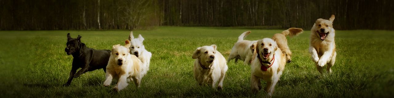Pet Friendly Getaways & Vacations to College Towns. Travel Guide for Dog & Cat owners Pet Friendly Getaways & Vacations to College Towns. Travel Guide for Dog & Cat owners