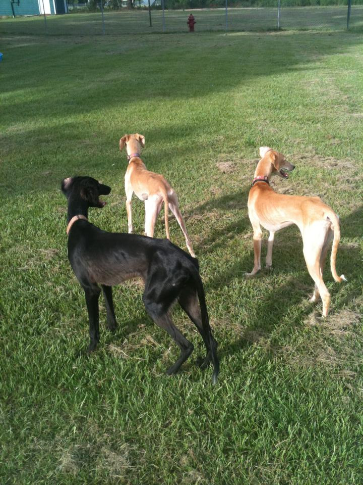 Pet Friendly Daphne Dog Park in Daphne, Alabama