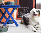 38 HQ Photos Pet Friendly Restaurants Houston - Dog Friendly Restaurants In Houston Tx Bringfido