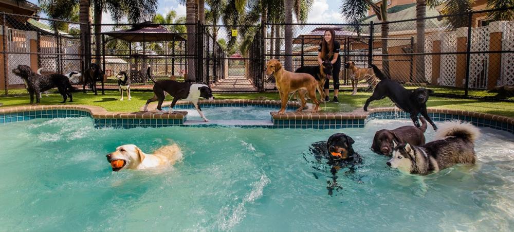Pet Friendly Country Inn Pet Resort in Fort Lauderdale, FL