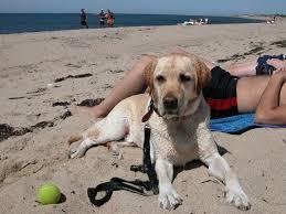 Pet Friendly Herring Cove Beach in Provincetown, MA