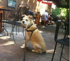 Pet Friendly Rockwell's Neighborhood Grill in Chicago, IL