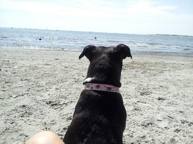 Pet Friendly Longport Dog Beach in Somers Point, NJ