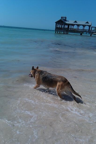Pet Friendly Key West Dog Beach in Key West, FL