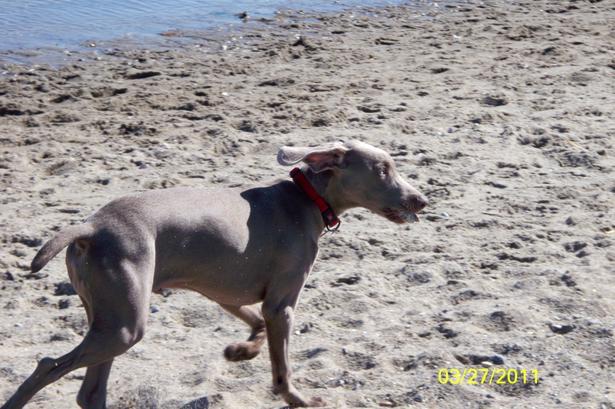 Pet Friendly Jennings Dog Beach in Fairfield, CT