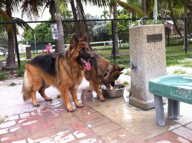 Pet Friendly Higgs Beach Dog Park in Key West, FL