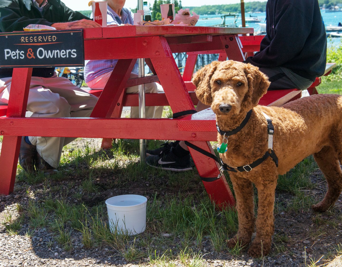 Pet Friendly The Lobster Dock in Boothbay Harbor, ME