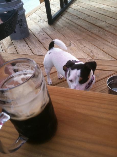 Pet Friendly VBGB Beer Hall and Garden in Charlotte, NC