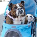 dogs in a stroller in pet-friendly beacon new york