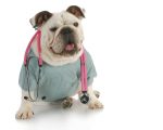 dog as doctor