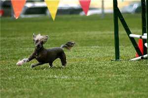 dog-agility-athlete