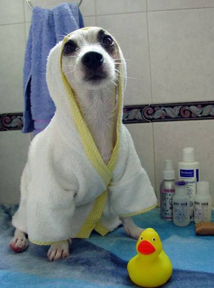 dog-bath-clothes