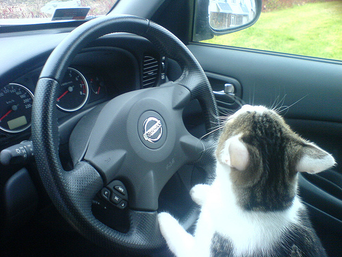 cat-drive