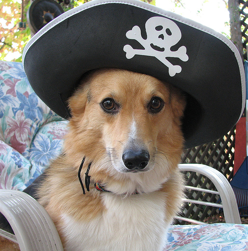 dog-pirate