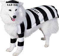 prison-dog