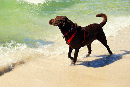 dog-beach