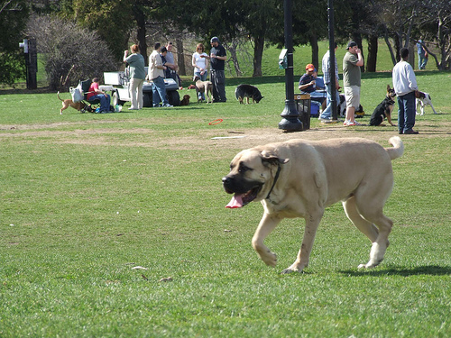 Dog-Friendly Parks Around Albany, New York 