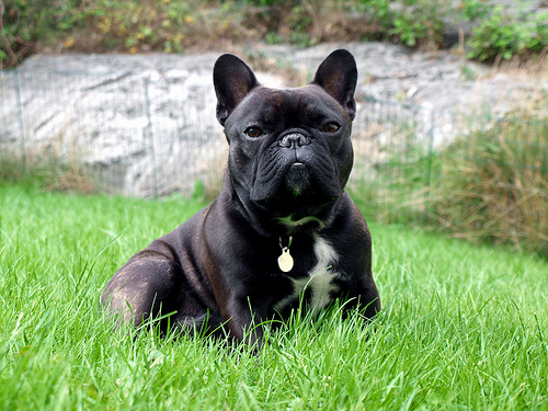 20 Best Images Best French Bulldog Breeders In California / Impeccabullz - French Bulldogs For Sale, California French ...