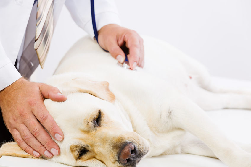 Dog being checked by veterinarian