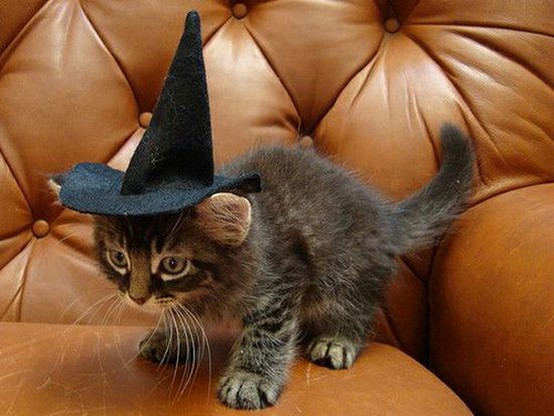 cat wizard costume