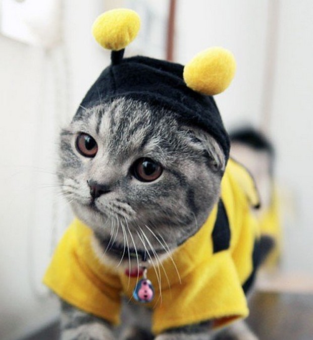 7 Hilarious Cat Costumes for Halloween - Petswelcome.com