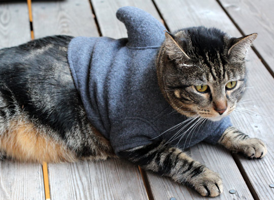 7 Hilarious Cat  Costumes  for Halloween Petswelcome com