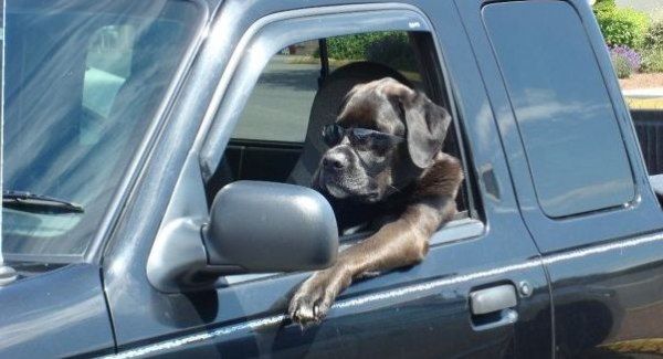New Jersey: Time To Buckle Up Your Pets - Petswelcome.com