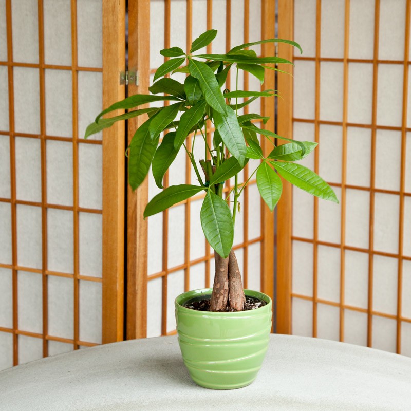 20 Gorgeous House Plants That Are Safe