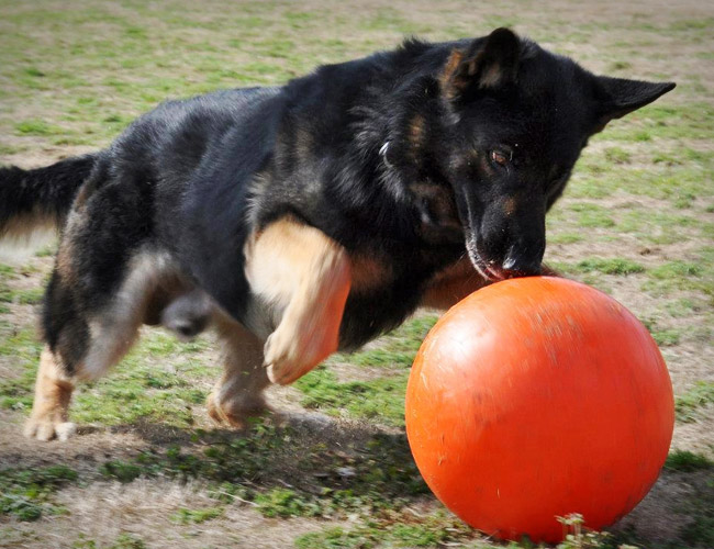 6 Of The Best Toy Balls For Dogs 