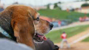 dog friendly baseball parks
