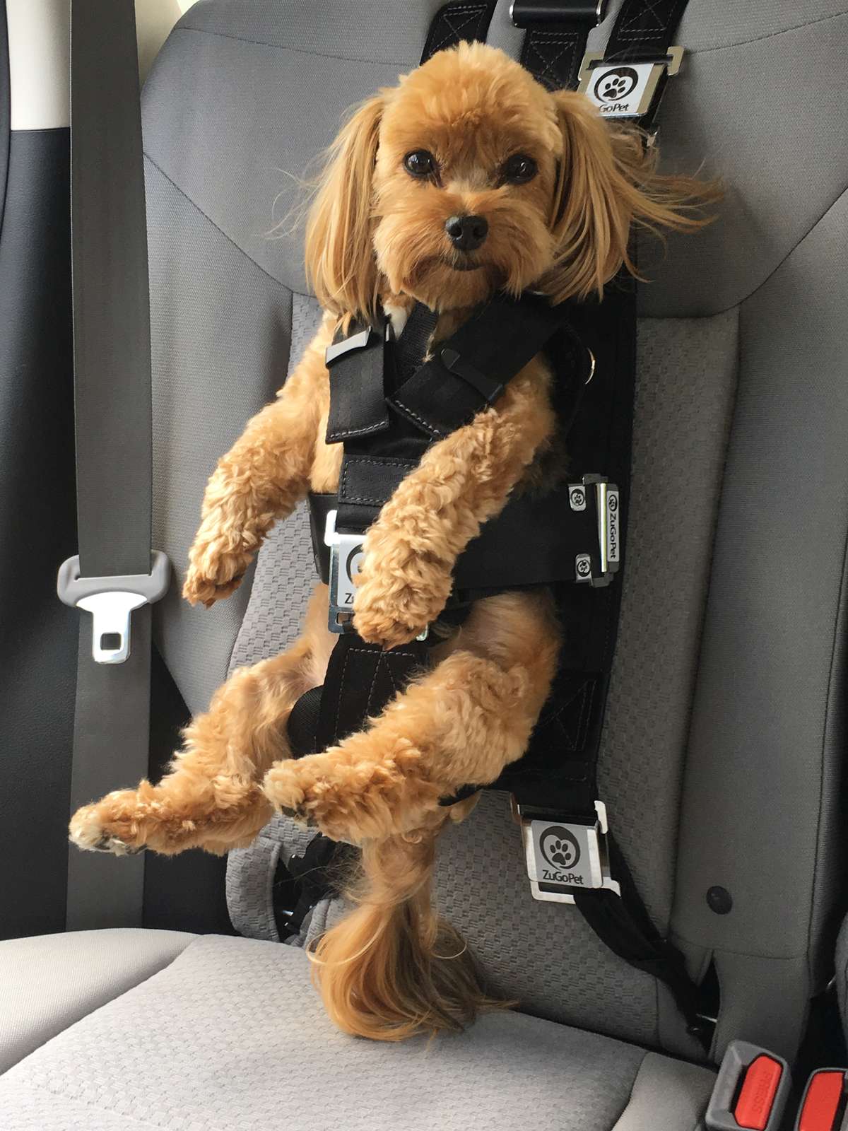 dog seat harness